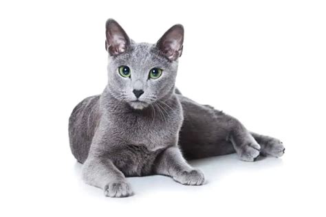 russian blue kedi cinsi